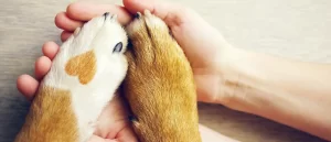 Capi Pet Care About Us Page with Dog Paws and human hands.